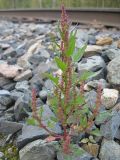 Oxybasis rubra. Плодоносящее растение на железнодорожной насыпи. Окр. Томска, 23.08.2009.