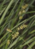 Carex elongata. Верхушки побегов с соплодиями. Томская обл., Томский р-н, окр. с. Аркашево, осоковое болото. 07.07.2023.