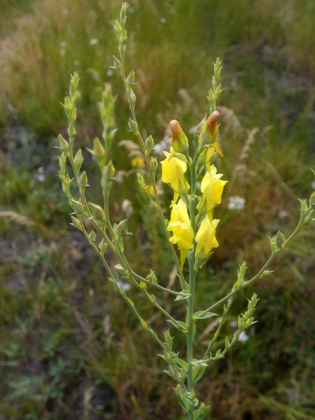 Image of Linaria genistifolia specimen.