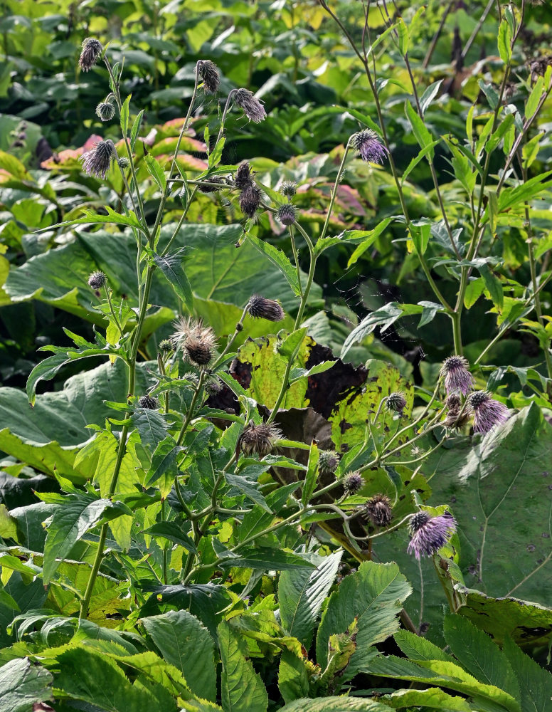 Image of Cirsium kamtschaticum specimen.