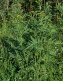 Tanacetum boreale