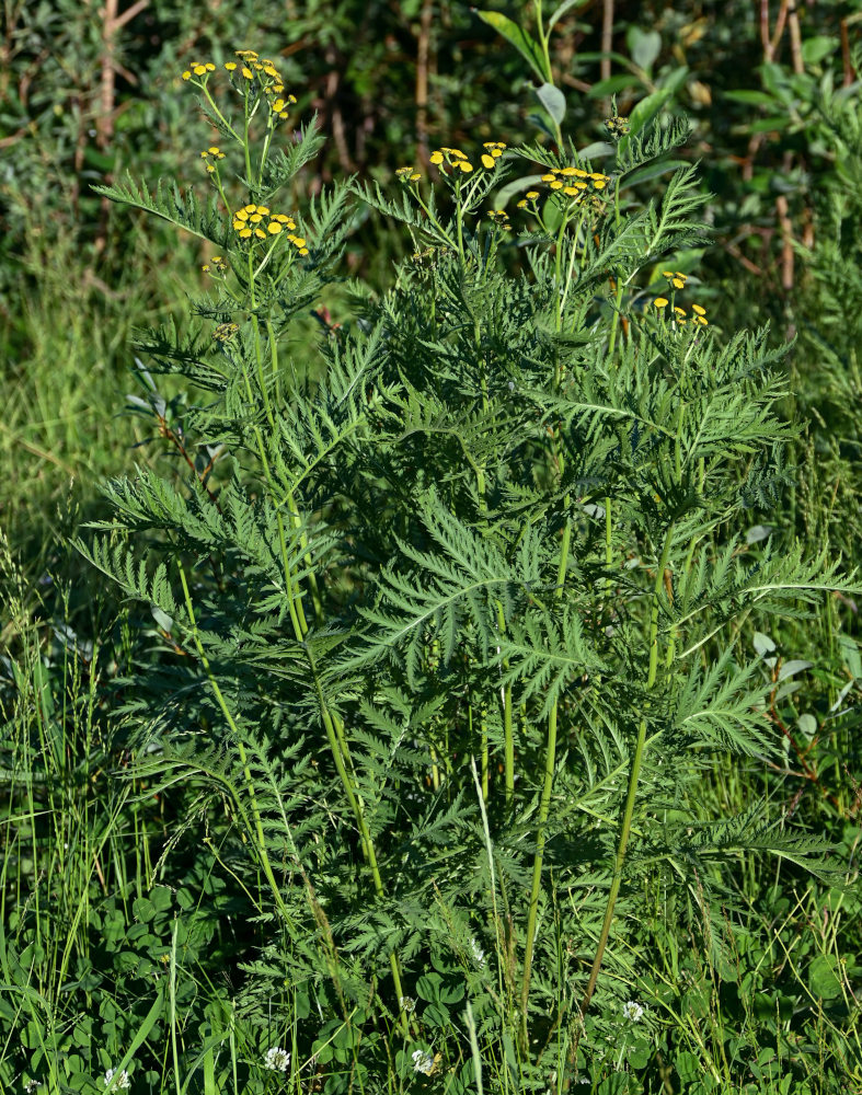 Image of Tanacetum boreale specimen.