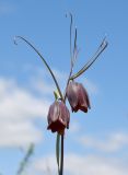 Fritillaria ruthenica