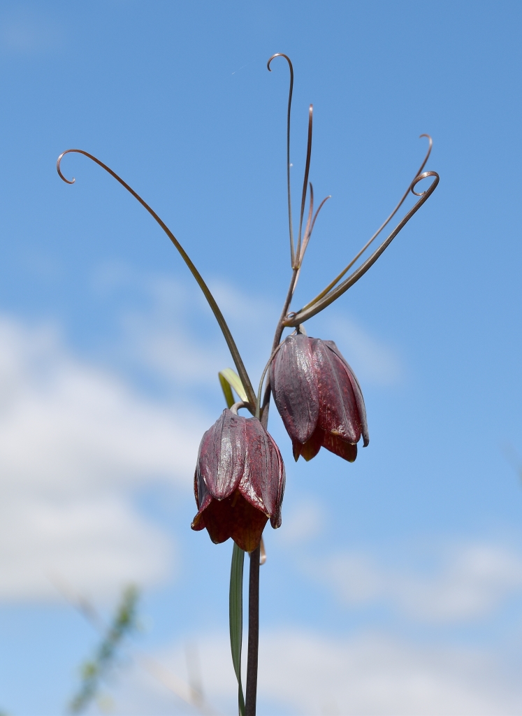 Изображение особи Fritillaria ruthenica.