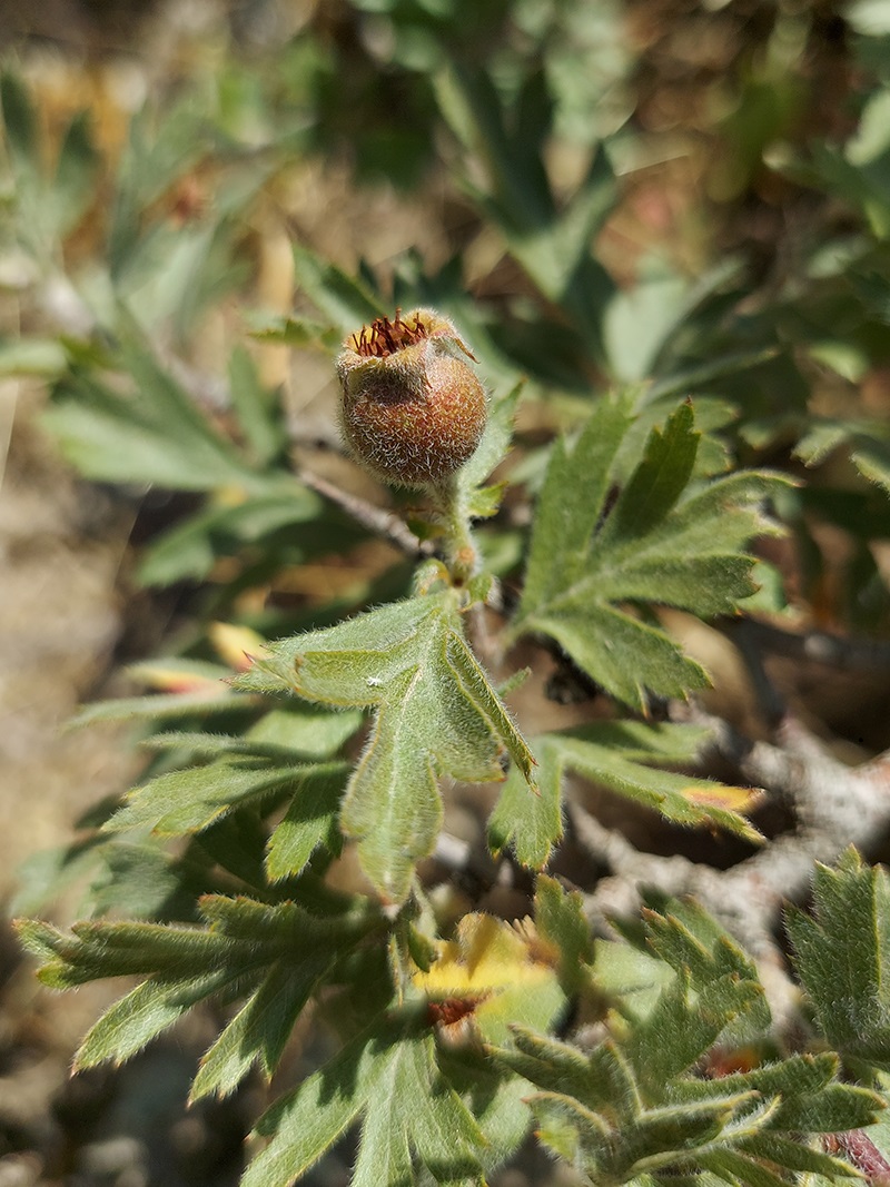 Image of Crataegus orientalis specimen.