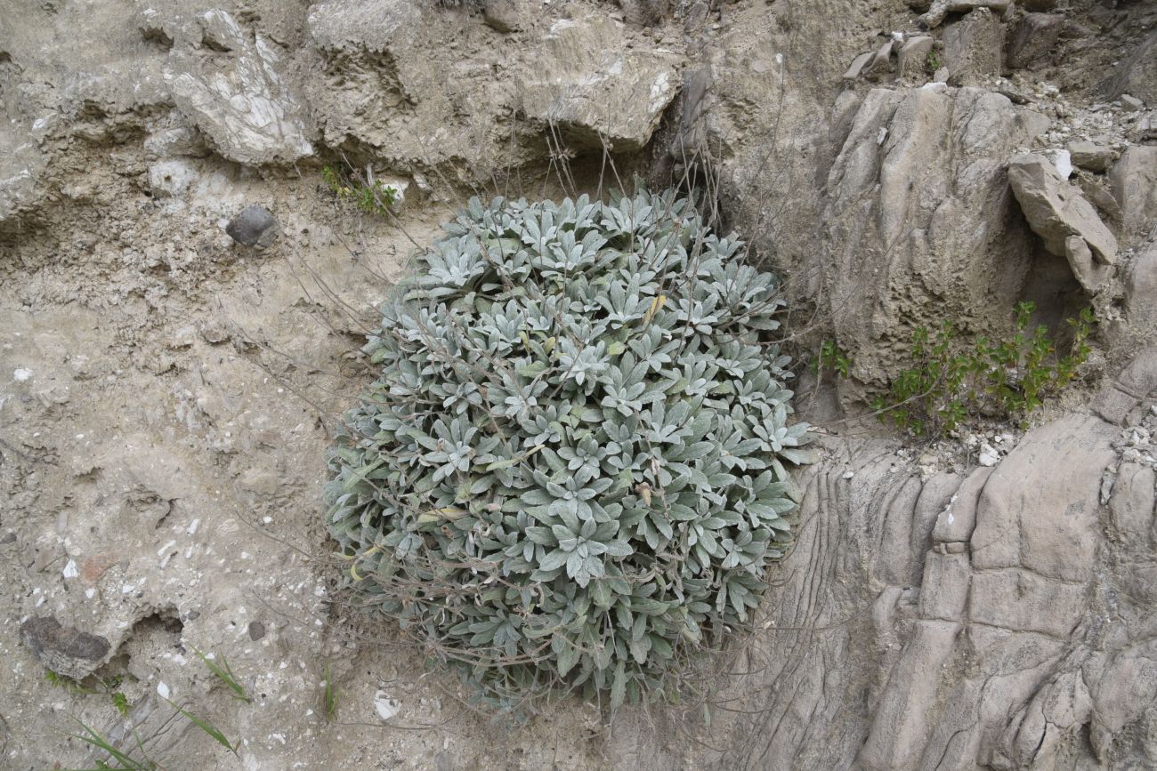 Image of Salvia canescens var. daghestanica specimen.