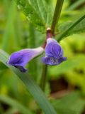 Scutellaria galericulata. Цветки. Московская обл., г. Дубна, лесопарк, смешанный лес. 17.06.2023.