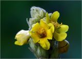 Verbascum thapsus. Цветки на верхушке соцветия в утренней росе. Московская обл., Раменский р-н, окр. дер. Хрипань, садовый участок. 16.07.2023.