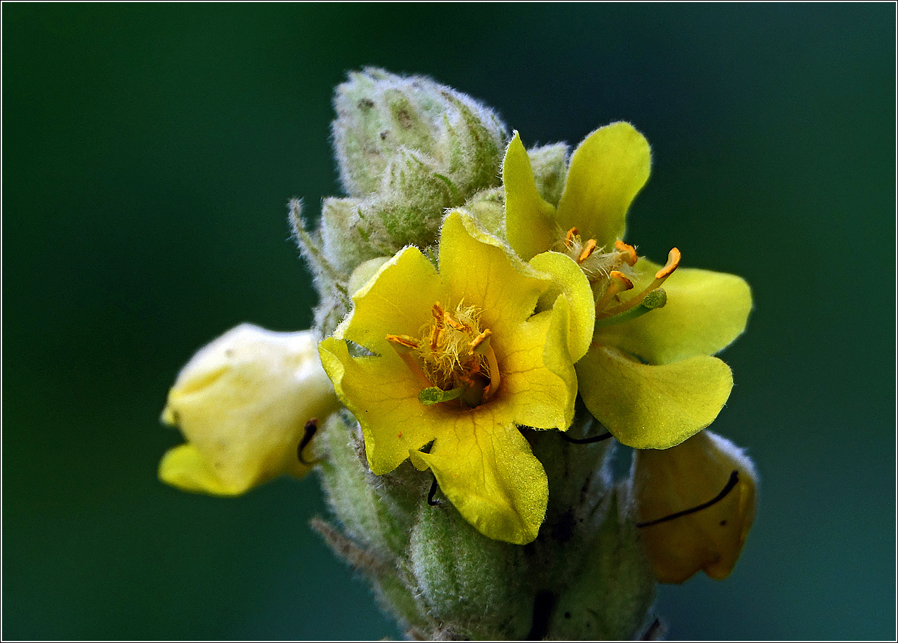 Image of Verbascum thapsus specimen.