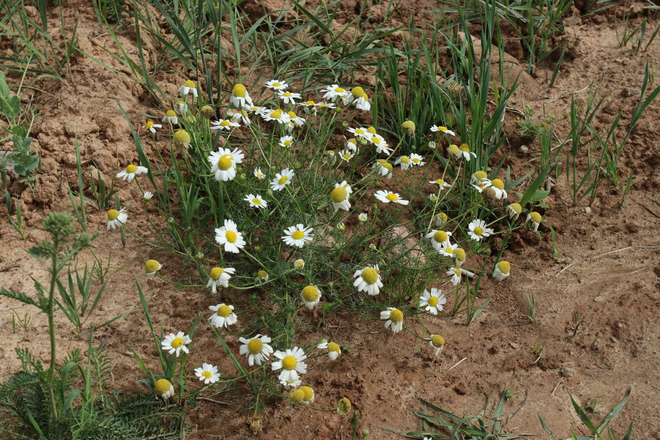 Изображение особи Tripleurospermum inodorum.