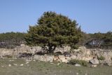 Juniperus deltoides