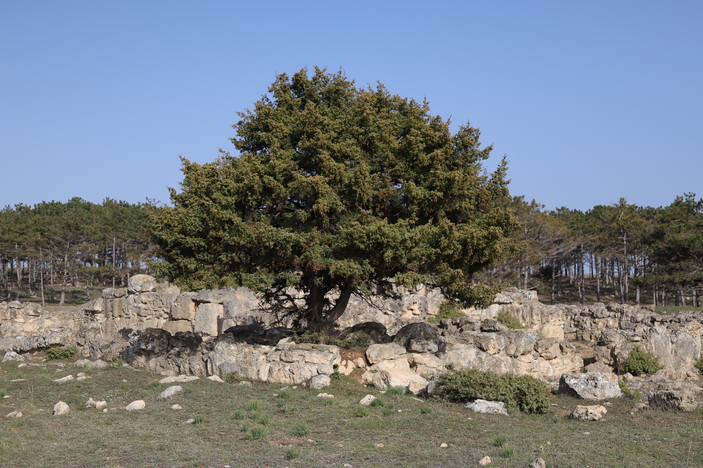Изображение особи Juniperus deltoides.
