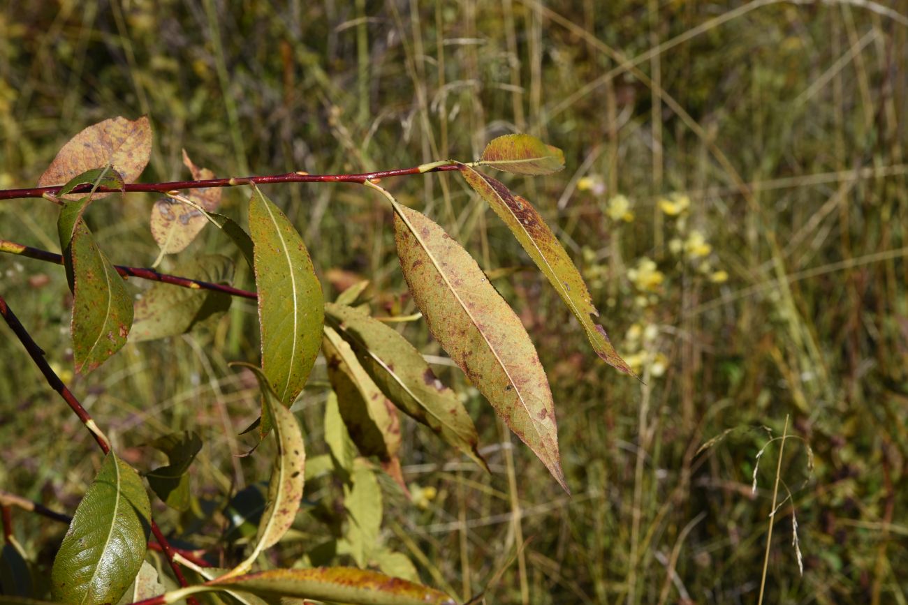 Image of Salix pentandra specimen.