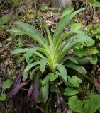 Digitalis schischkinii