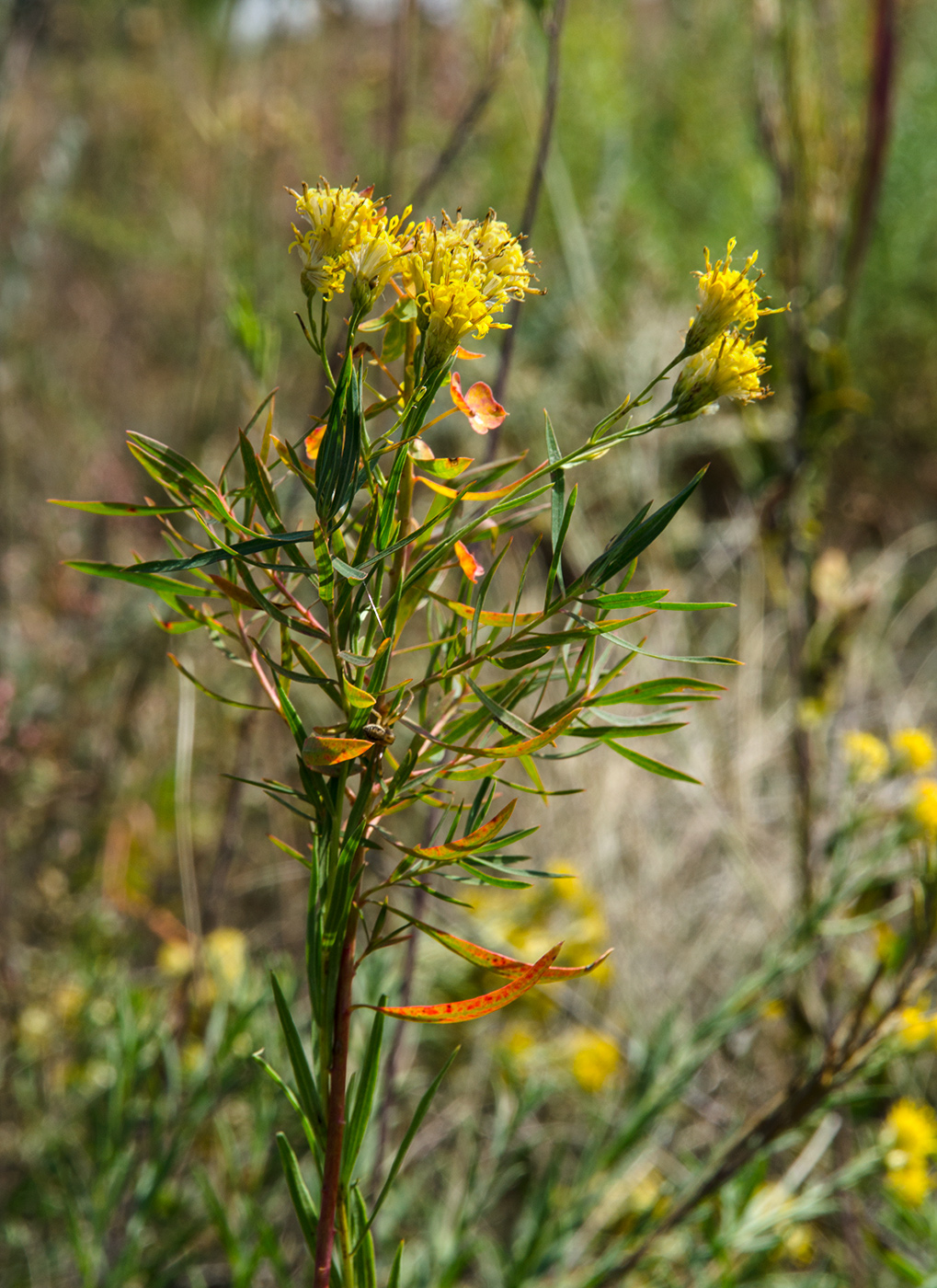 Image of Galatella biflora specimen.