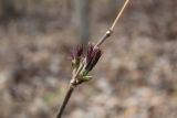 Sambucus sibirica