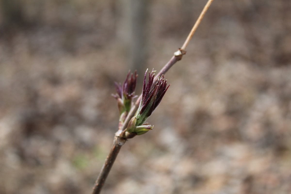 Изображение особи Sambucus sibirica.