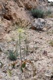 Allium baissunense