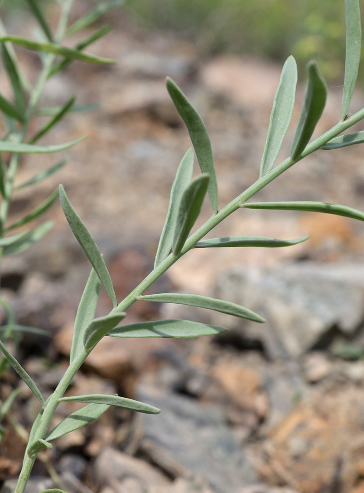 Image of Linaria popovii specimen.
