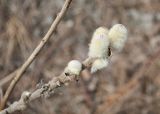 Salix lanata