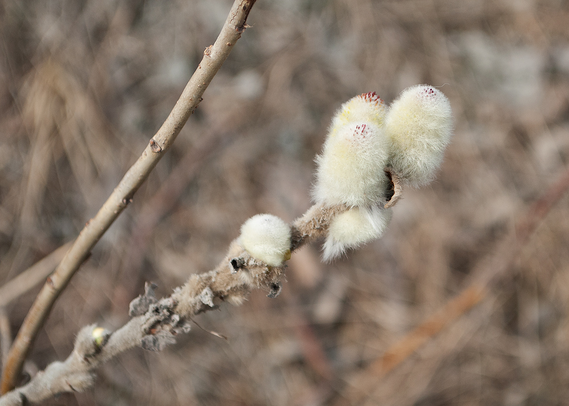 Изображение особи Salix lanata.
