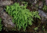 Adiantum capillus-veneris