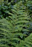 Athyrium filix-femina