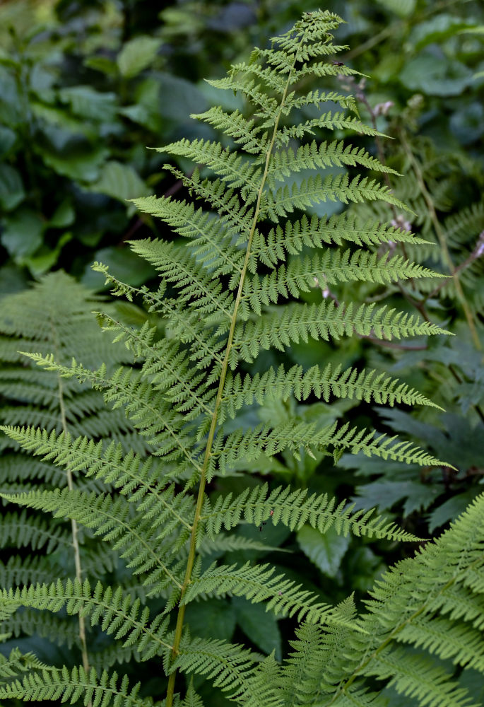 Image of Athyrium filix-femina specimen.