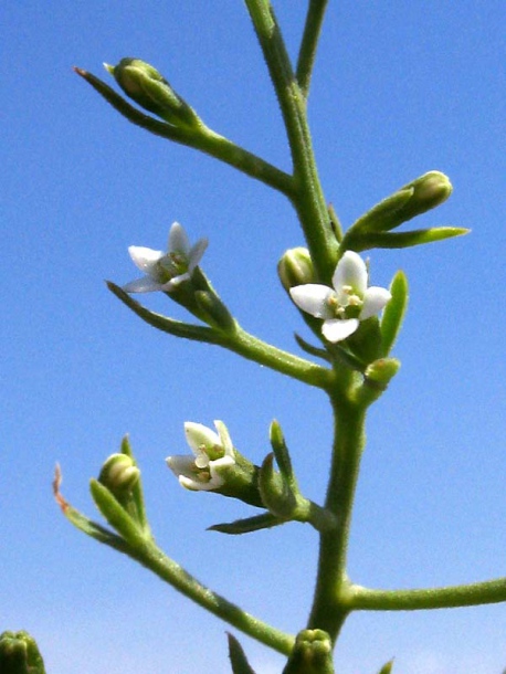 Image of Thesium ramosum specimen.