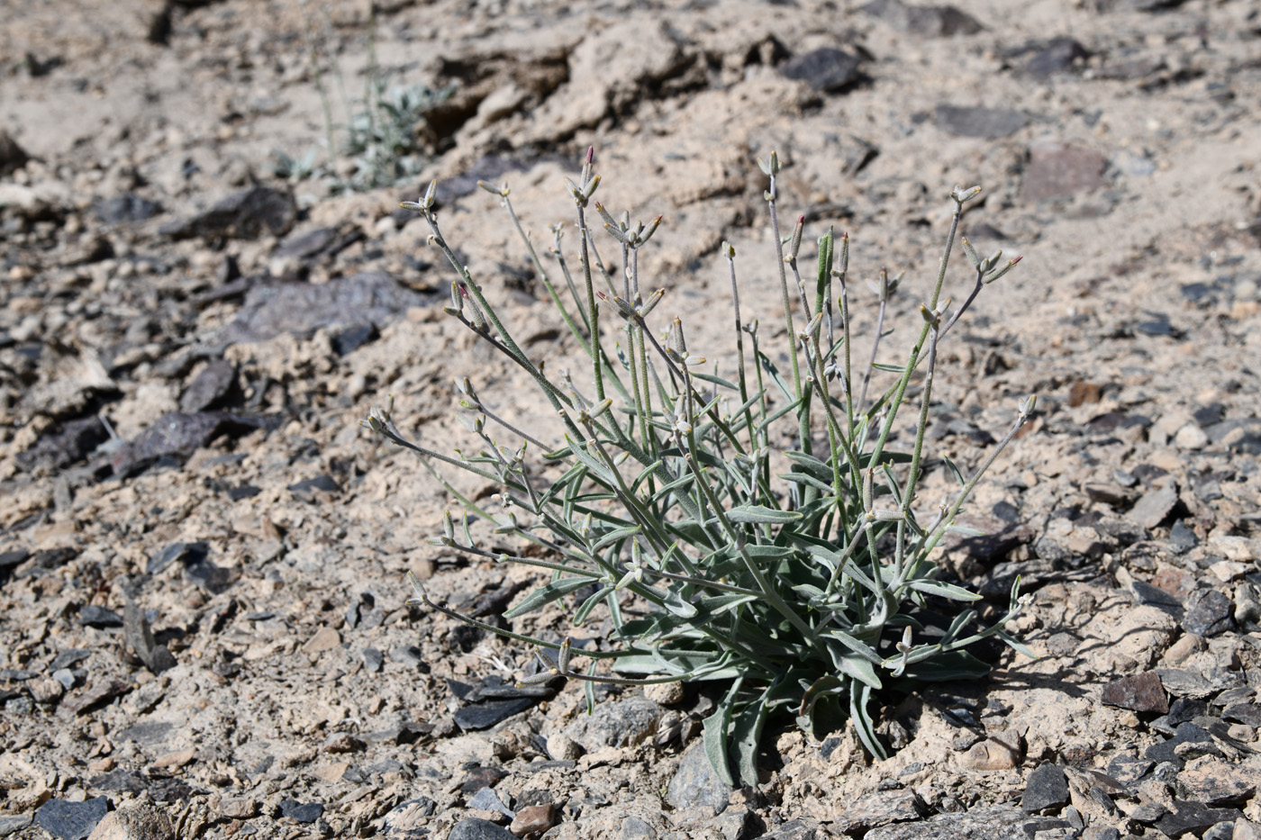 Image of genus Matthiola specimen.