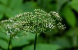 Aegopodium podagraria