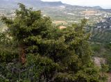 Juniperus deltoides
