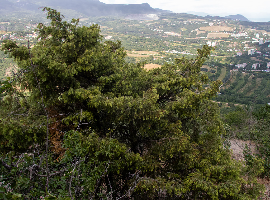 Image of Juniperus deltoides specimen.