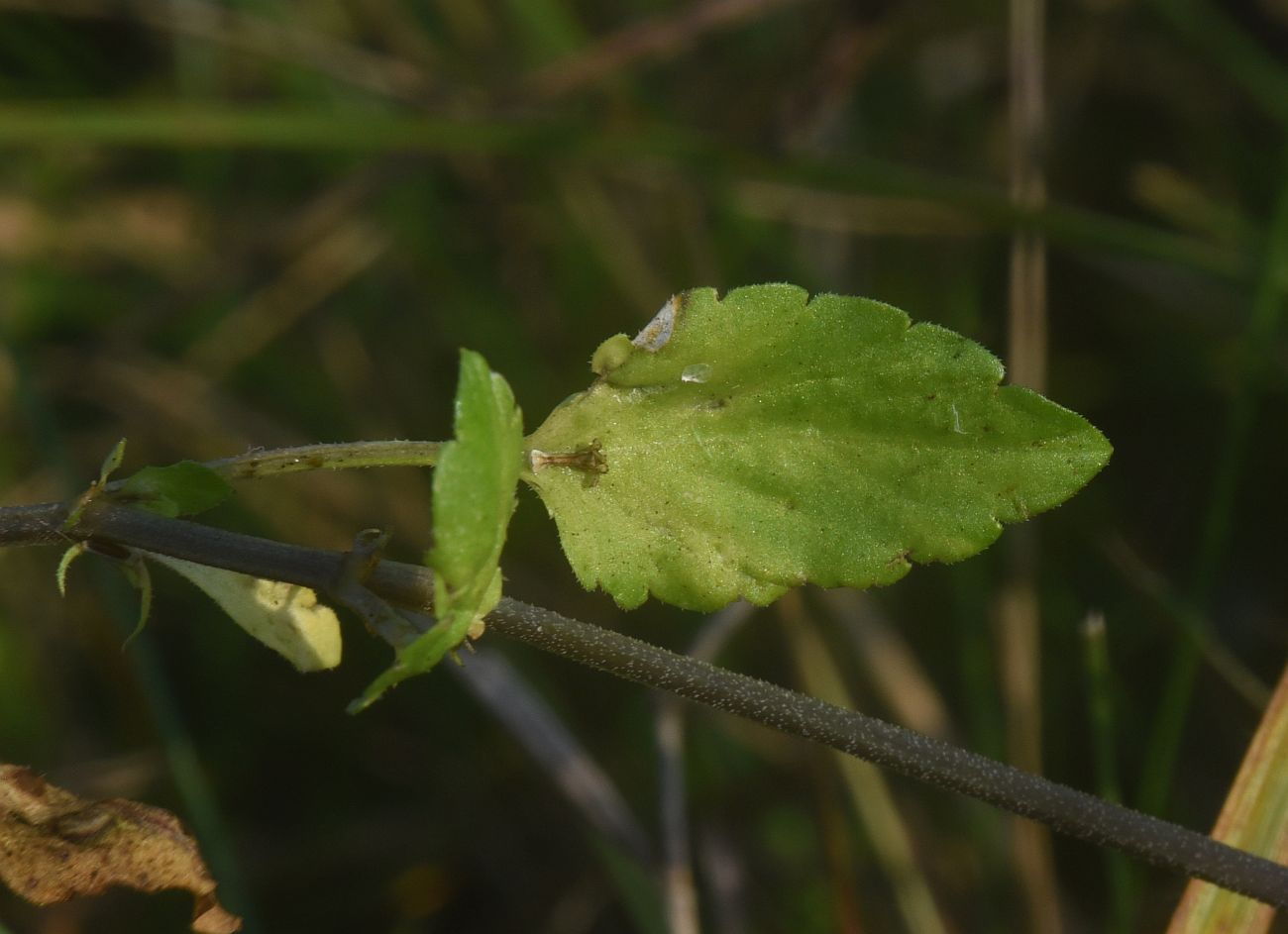 Image of Viola tricolor specimen.