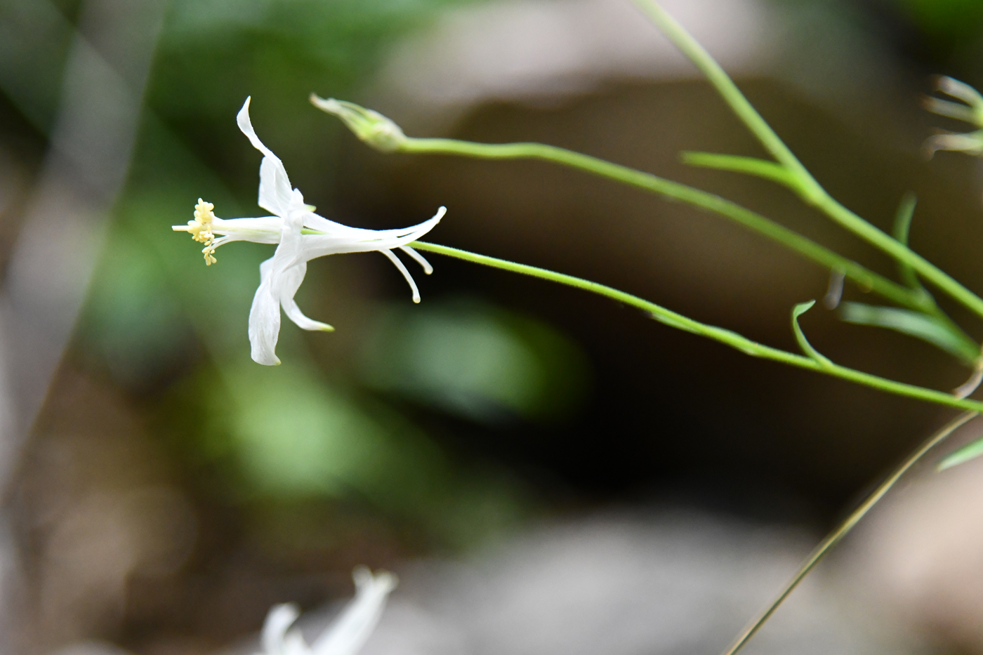 Image of Aquilegia vicaria specimen.