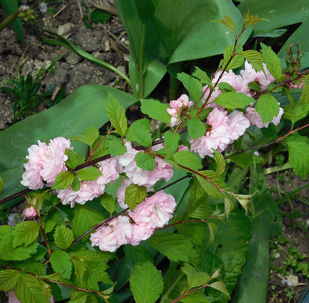 Image of Louiseania triloba specimen.