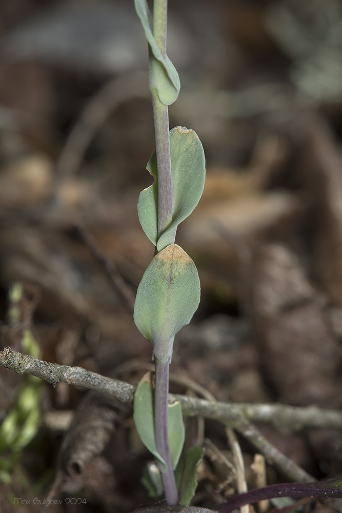 Image of Noccaea macrantha specimen.