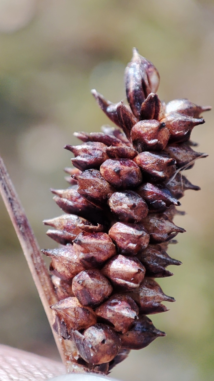 Image of Carex rotundata specimen.
