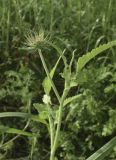 Tordylium officinale