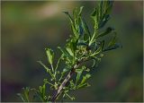 Euonymus europaeus. Верхушка ветви с бутонизирующими соцветиями и молодыми побегами. Московская обл., Раменский р-н, окр. дер. Хрипань, садовый участок. 21.04.2025.
