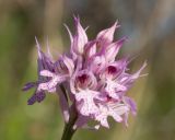 Neotinea tridentata. Соцветие. Краснодарский край, Крымский р-н, окр. станицы Неберджаевская, задернованное скальное обнажение на месте старого заросшего карьера. 28.04.2025.