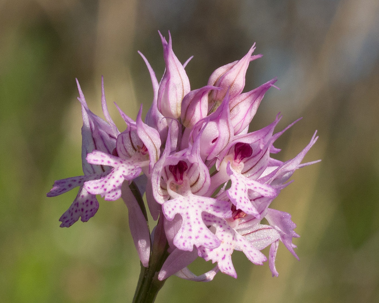 Image of Neotinea tridentata specimen.