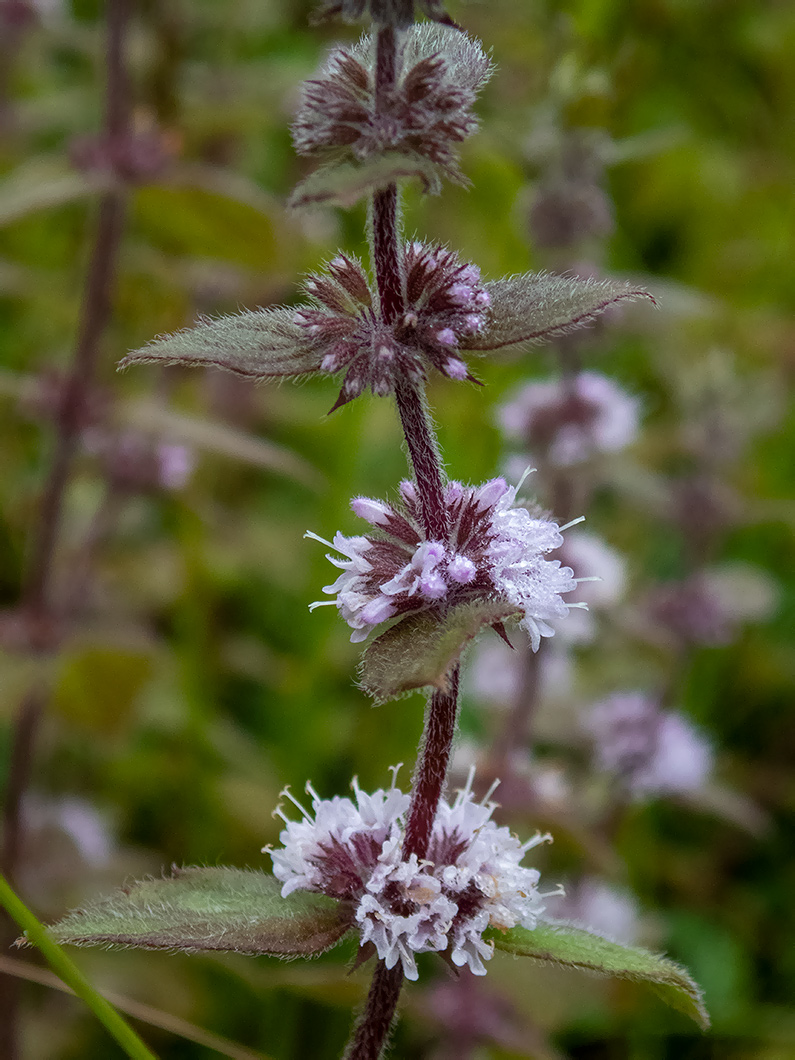 Изображение особи Mentha × gracilis.