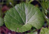 Ranunculus cassubicus. Лист. Московская обл., Раменский р-н, окр. ж.-д. платформы Хрипань, просека в смешанном лесу. 21.05.2025.