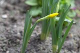 Narcissus pseudonarcissus