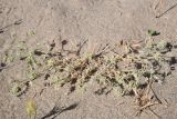 genus Astragalus. Цветущее и плодоносящее растение. Таджикистан, Хатлонская обл., р-н Джайхун, окр. с. Нижний Пяндж, пустыня Карадум, грядово-бугристые пески. 15 апреля 2025 г.