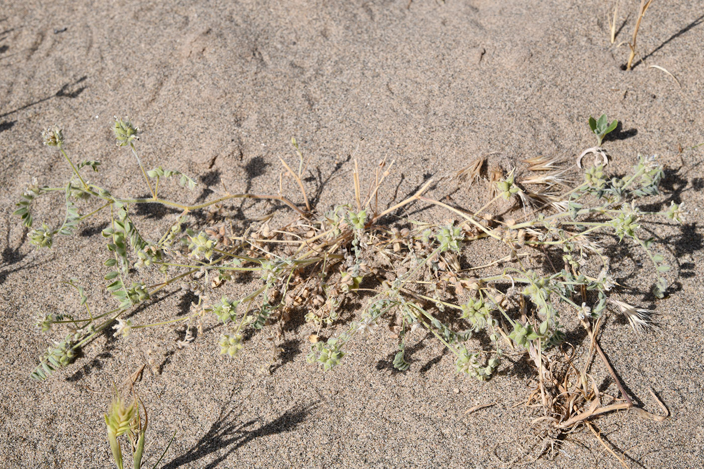 Image of genus Astragalus specimen.