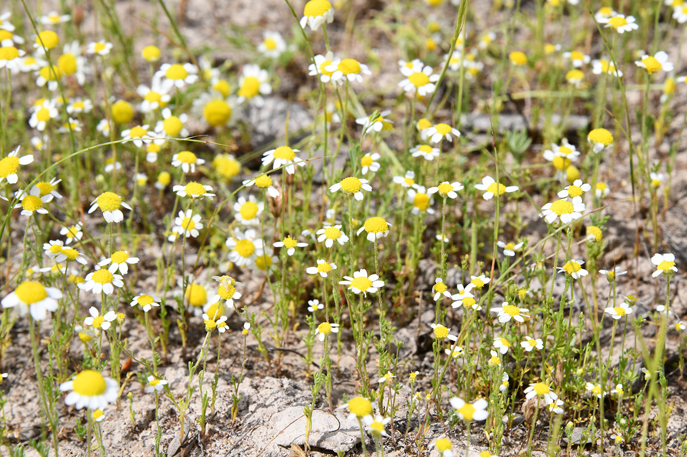 Изображение особи семейство Asteraceae.