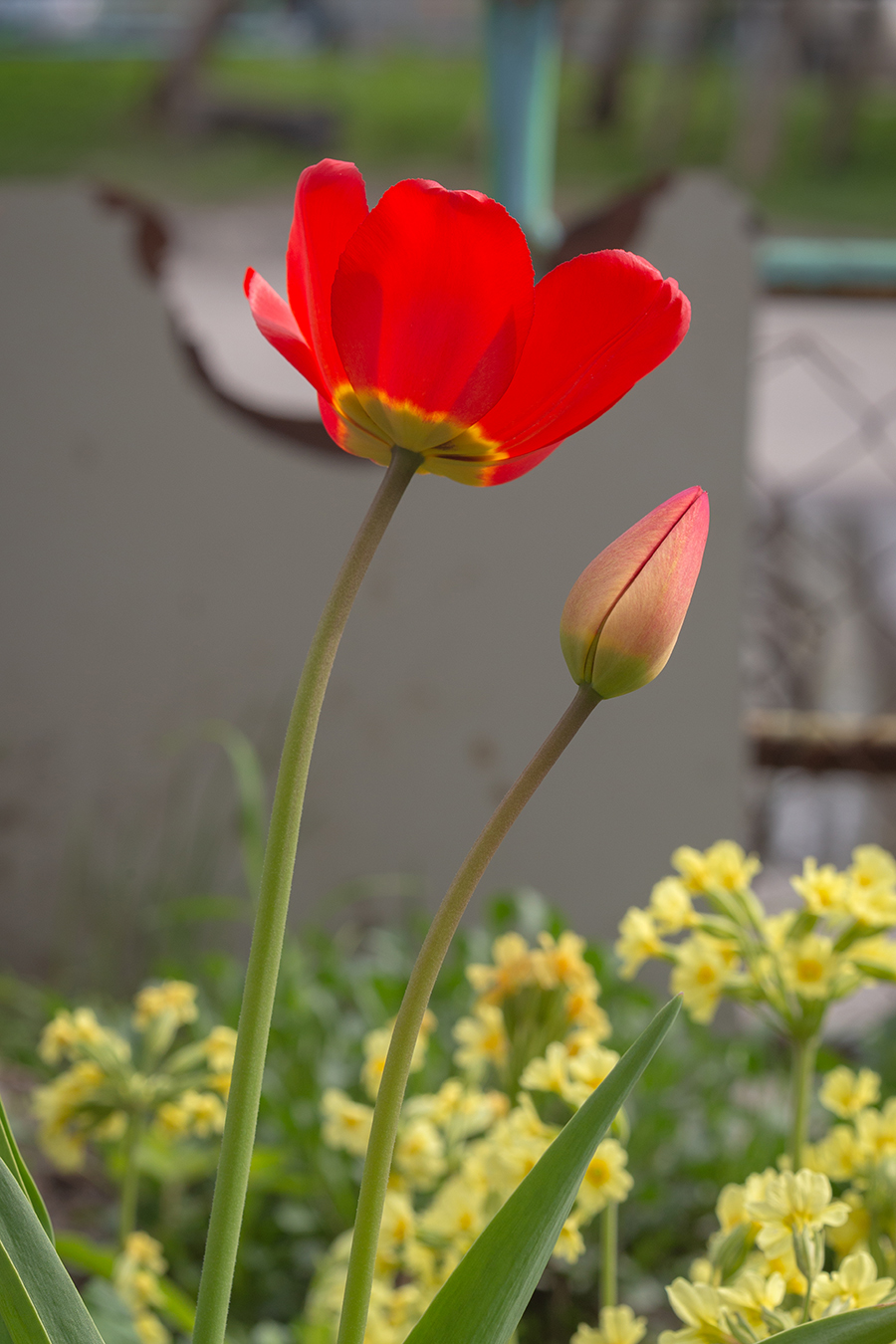 Изображение особи род Tulipa.