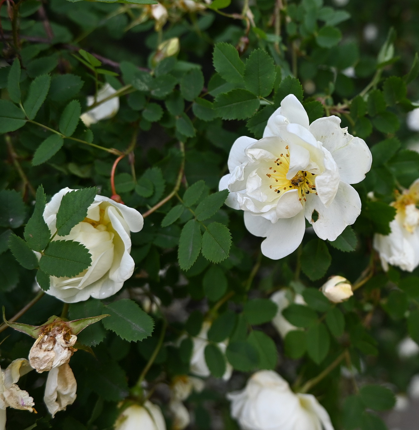Image of Rosa spinosissima specimen.